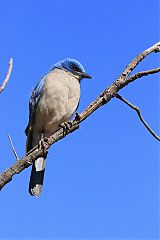 Mexican Jay